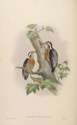 Iyngipicus aurantiiventris = Dendrocopos canicapillus aurantiiventris